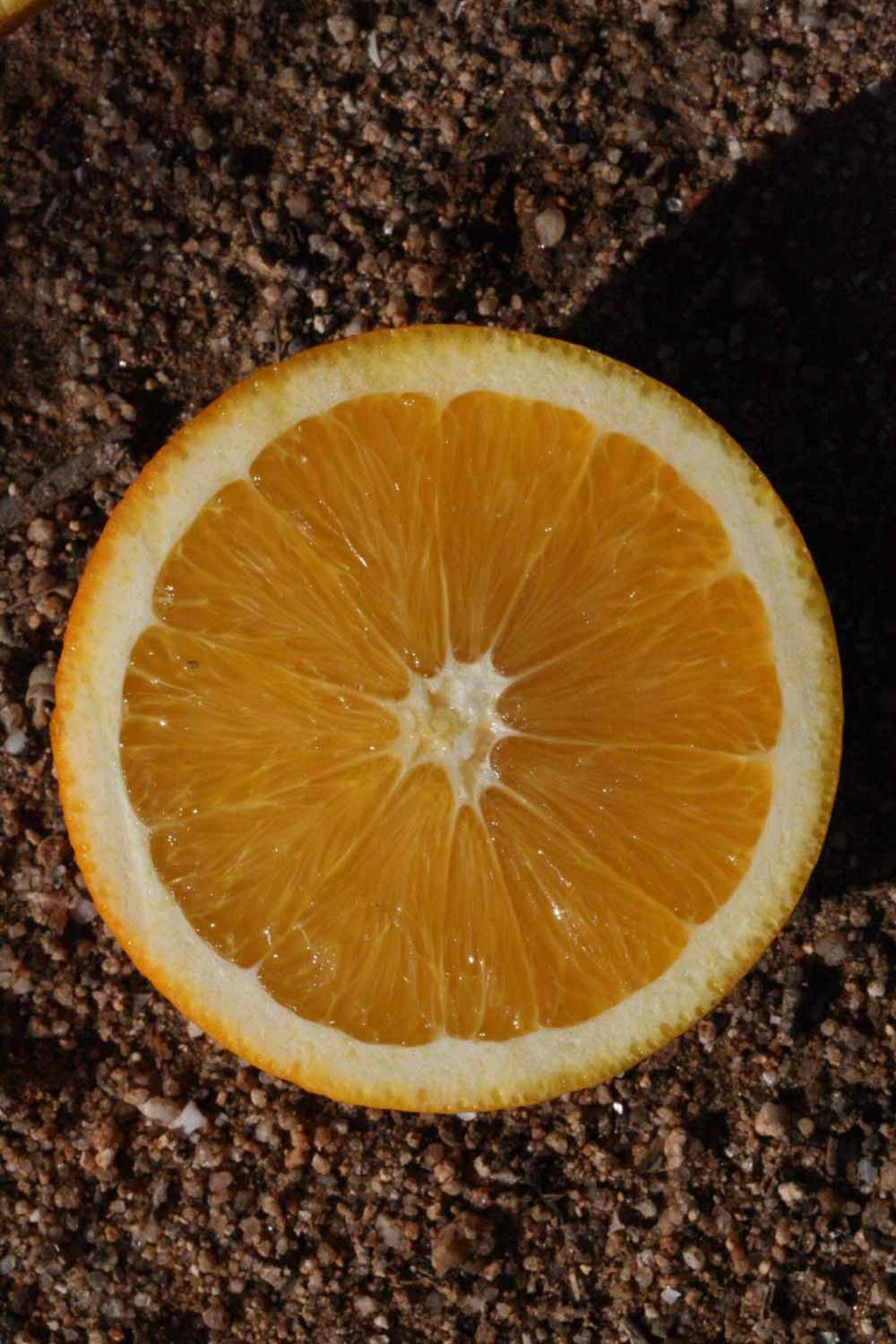              Fruit cross-section (Riverside, CA)       